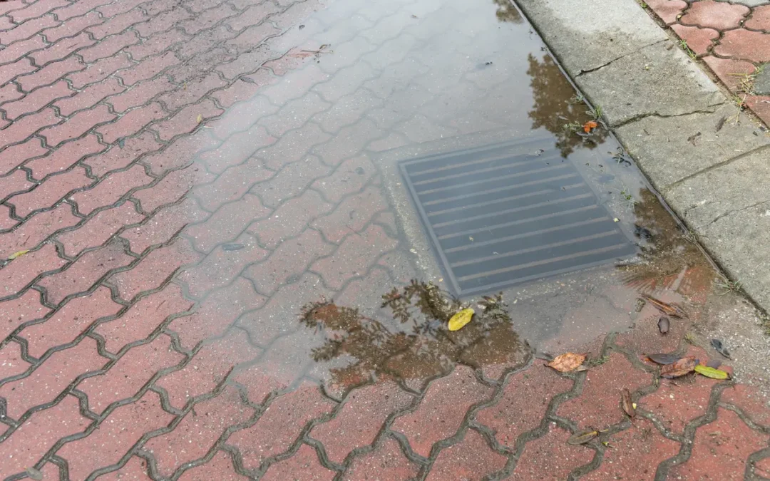 Standing water near a residential drain showing early signs of a possible sewer line issue.